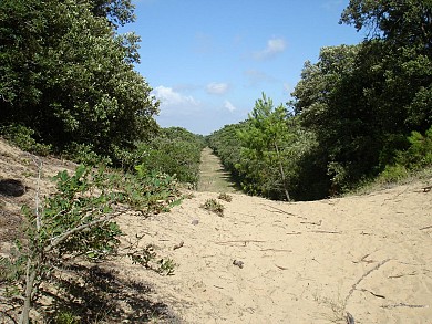 Sentier bleu en forêt de Longeville sur Mer
