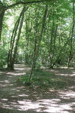 Balade à roulettes : Bois de Laburthe