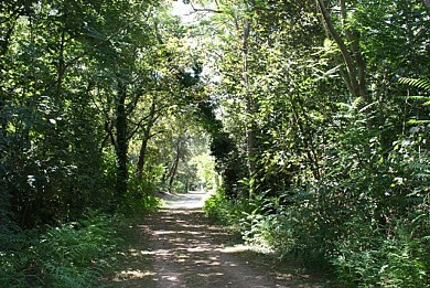 Sentier vert en forêt de Longeville sur Mer