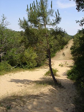 Sentier rouge en forêt de Longeville sur Mer