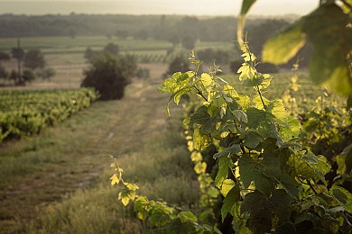 OENORANDO® DE VIGNES EN FORETS DANS LE FRONTONNAIS