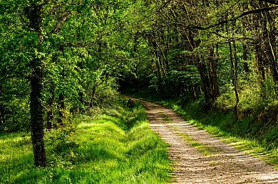 ENTRE LA ROSE ET L'ORCHIDEE