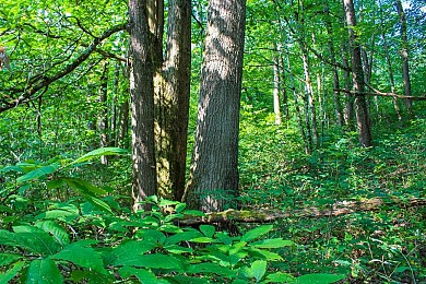 LIAISON GRENADE-SAINT CEZERT