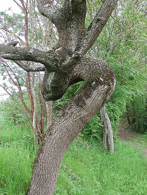 Quittimont, une église traditionnelle à cloche ...
