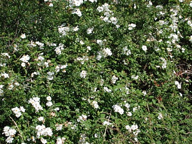 Saint-Sauveur, porte de la Gironde