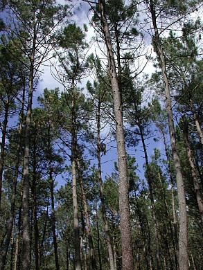 Fargues-sur-Ourbise, une île en forêt