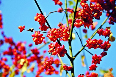 Sedzère : Les fusains