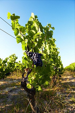 Circuit n°3 - L'AGUILLON SUR VIE