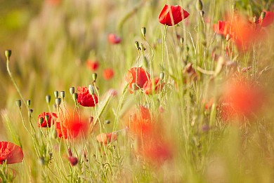 BOUCLE N°24 - SAINT MAIXENT SUR VIE