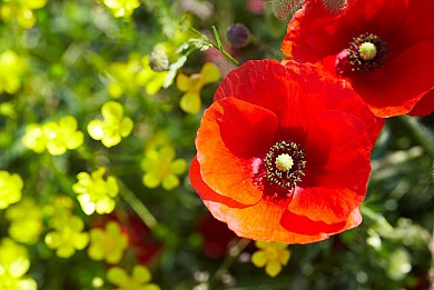 BOUCLE N° 25 - SAINT REVEREND