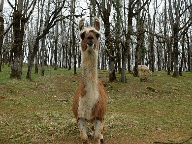 Circuit de Puech Pauvret - Saint-Rémy