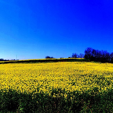 SAUBENS - MURET : ENTRE CAMPAGNE ET GARONNE