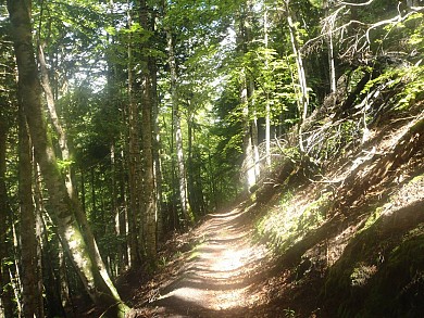 16 - FORÊT DE LA SEUBE