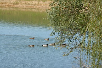 Lomagne PR5 - Circuit des lacs