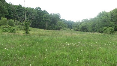 Cuguron "La tourbière"