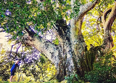 L'OPPIDUM DE BERNIQUAUT PAR SAINT JAMMES