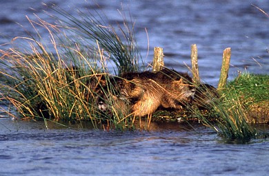 Circuit cyclable des Ragondins