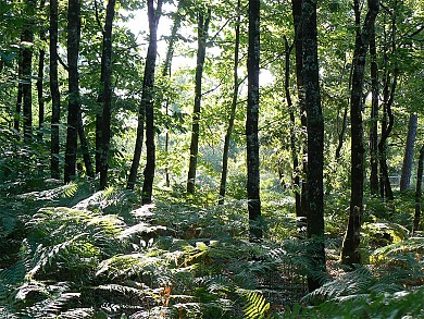 Circuit pédestre N°32 - "Le Bois Charmant"