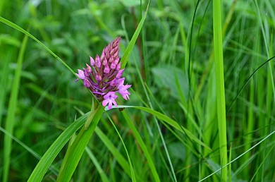 SEPX : LE SENTIER DES ORCHIDEES