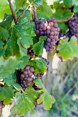 Du Marais à la Vigne