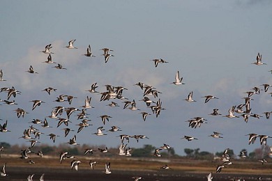 Balade aux abords de la Réserve Naturelle Nati ...