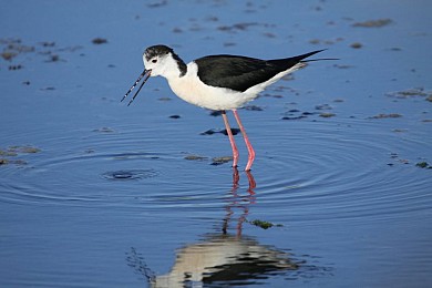 Sentier d'interprétation le long de la Réserve ...