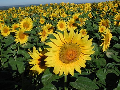 Lauzun / Minerve, grande randonnée dans les co ...