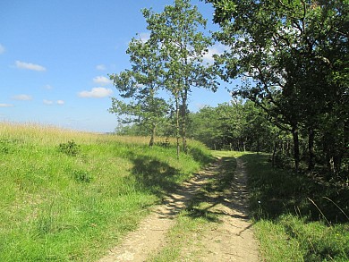Le Chemin des Taillis