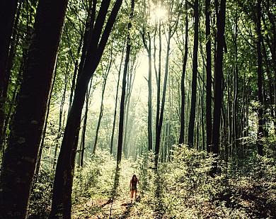 Walk through the Montagnol Forest