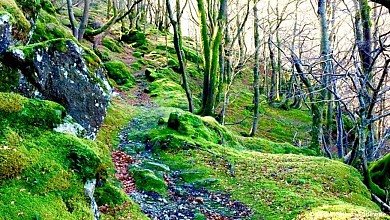 Randonnée pédestre : La forêt de Beson