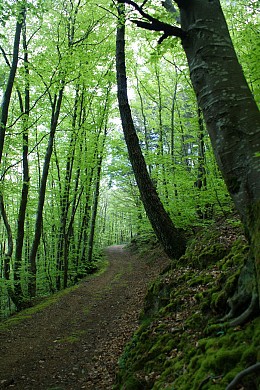 Randonnée pédestre : Le sentier des Hautes Futaies
