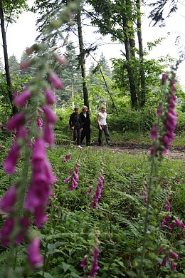Le sentier du chevreuil