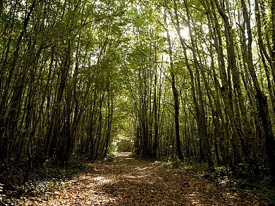 Circuit pédestre N°4 - Vallon du Cassinerie