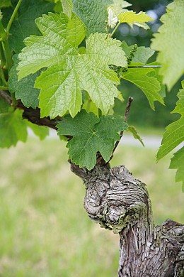 Au Pays du Cognac - PR 21 Ballans / Louzignac