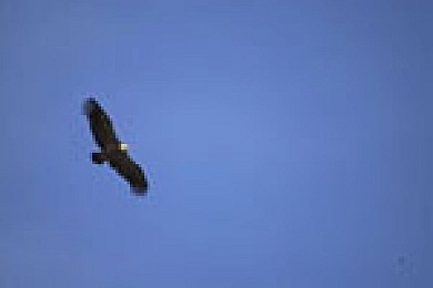 HASPARREN - HELETTE (Equestre)