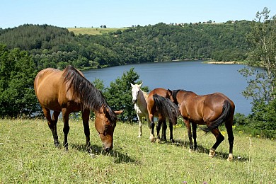 Tour du Tarn à cheval : Paulinet / Mont-Roc