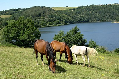 Tour du Tarn à cheval : Mont-Roc / Montredon-L ...