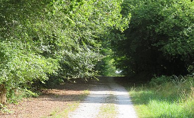 Balade à roulettes : Isaac, forêt de Saint-Méd ...