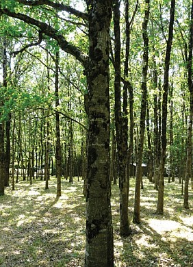 FROMENTAUX - Saint Philbert de Bouaine