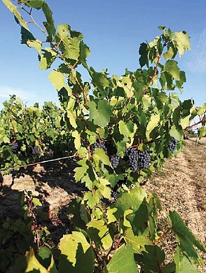 LES VIGNES - Saint Philbert de Bouaine