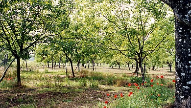 Autour de la noix à Nailhac