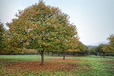 Autour de la châtaigne à Villefranche du Périgord