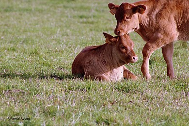 Balade autour de Luc et Labro