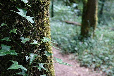 Circuit randonnée - dans les bois de Benon