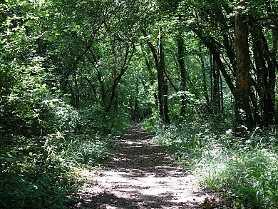 Circuit randonnée - Balade forestière à Benon