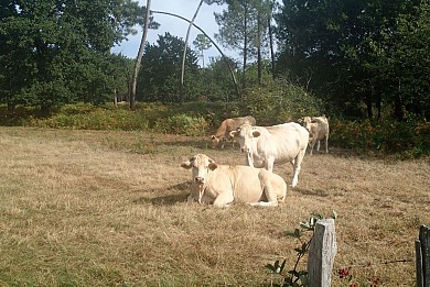 De Donnezac à Reignac