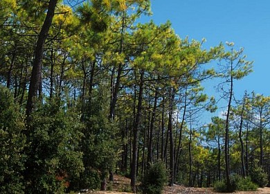 Sentier de la Grainette
