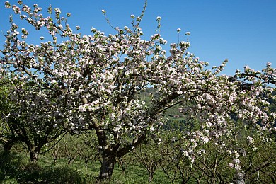 Sentier des Vignes et Vergers