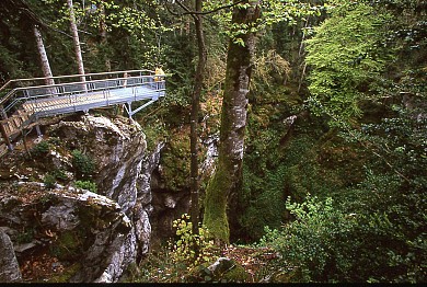 Forêt communale de Bélesta