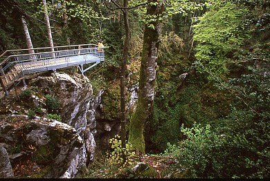 Forêt communale de Bélesta